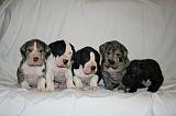 DOGUE ALLEMAND 719